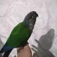طوطی گرینچیک رام چلوندنی