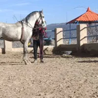 اسب سواری دار شش دانگ