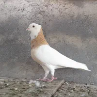 طوقی|پرنده|شیراز, وحدت|دیوار