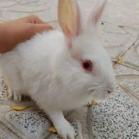 خرگوش لوپ دانمارکی