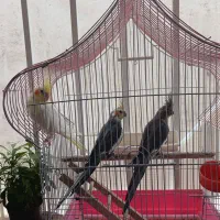 عروس