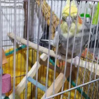 عروس  هلندی ناز