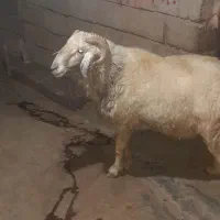 شک ورن داشتی