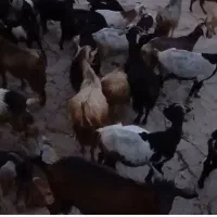 ۳۰ راس