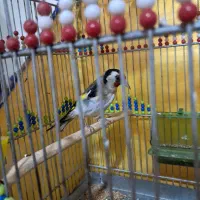 سهره نرو ماده جفت