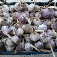 سیر خشک