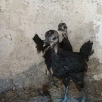 جوجه 2ماهه