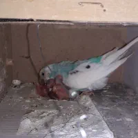 مرغ عشق کبوترپرشی وخانگی نرگسی عروس وفنج باجوجه