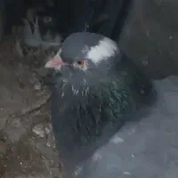 کفتر تهرانی