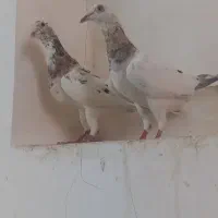کبوتر جفتگاه