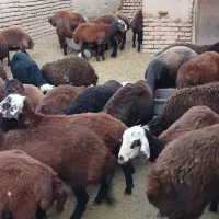 ۳۰ راس بره ماده افشاری