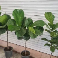 حراج گلهای آپارتمانی به قیمت عمده