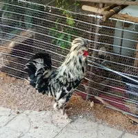 فروش خروس سلطان