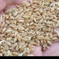 خریدار‌گندم