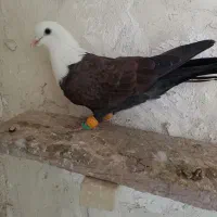 سر سفید|پرنده|محمدیه-قزوین, |دیوار