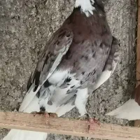 فروش کبوتر پرشی و جوجه کشی ساعت سنگین