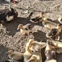 جوجه اردک اسرائیلی با مادر