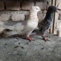 کفتر
