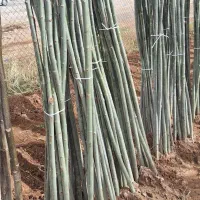 کبوده قره گواخ ۳ ساله ۵ متری