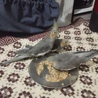 سه عدد عروس هلندی