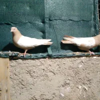 نرو ماده سینه زرد