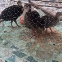 بوقلمون ۱ماه ونیمه سالم و سرحال
