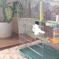 قفس بزرگ طوطی سانان