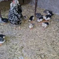 تخم مرغ نطفه دار گلین
