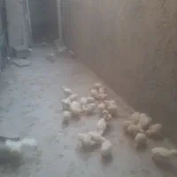 جوجه گوشتی