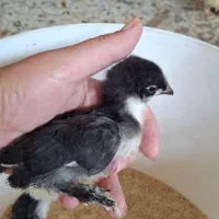 جوجه محلی کرچ شو  ،مرندی ، برهما ،جوجه اردک خارجی