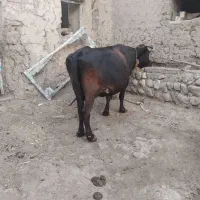 کاو چاق دو ماه بهر گرفته