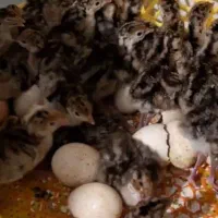 جوجه بوقلمون 4روزه نیشابور