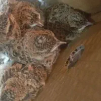 جوجه سهره