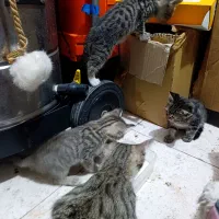 واگذاری گربه DSH