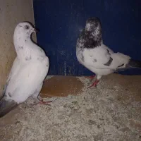 دو جفت کفتر