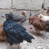 جوجه های محلی زیبا