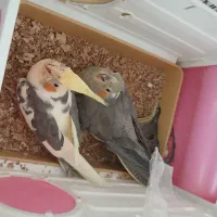 دو عدد عروس هلندی