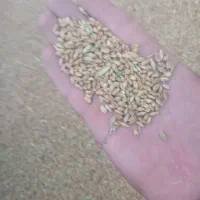ماهشهر جراحی