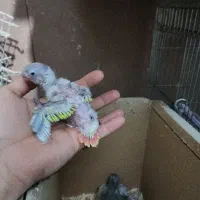 گرینچیک  آمریکن دایلوت