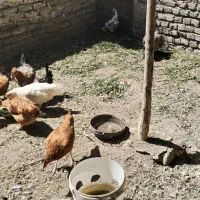 مرغ محلی و یک خروس لاری