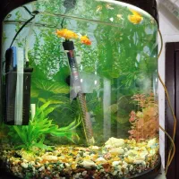 آکواریوم شرکتی ماهیران با ماهی