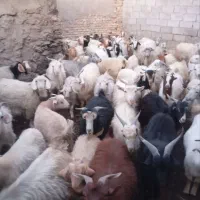 گوسفند فروشی