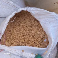 گندم آذر دو درجه یک حدود ۳تن