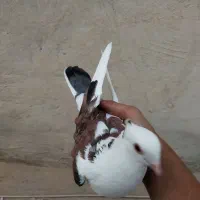 کفتر  نر