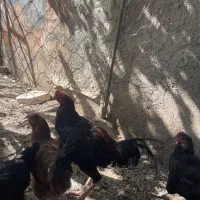 خروس لاری