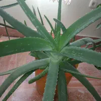 گل آلوئه ورا طبیعی و گل مصنوعی