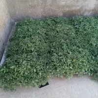نشا گوجه فرنگی