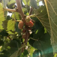 باغ باغچه زمین|فروش دفتر صنعتی، کشاورزی، تجاری|کهریزک, |دیوار