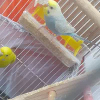 جفت مرغ عشق