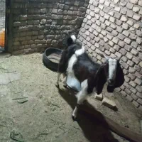 بز جوان